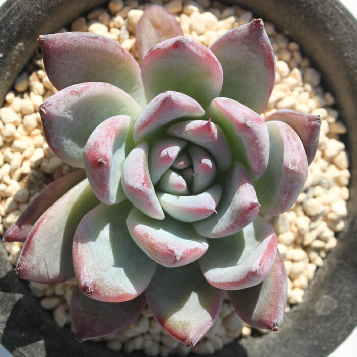 楽天市場】ブラックサバス エケベリア 韓国苗 Echeveria 薔薇咲