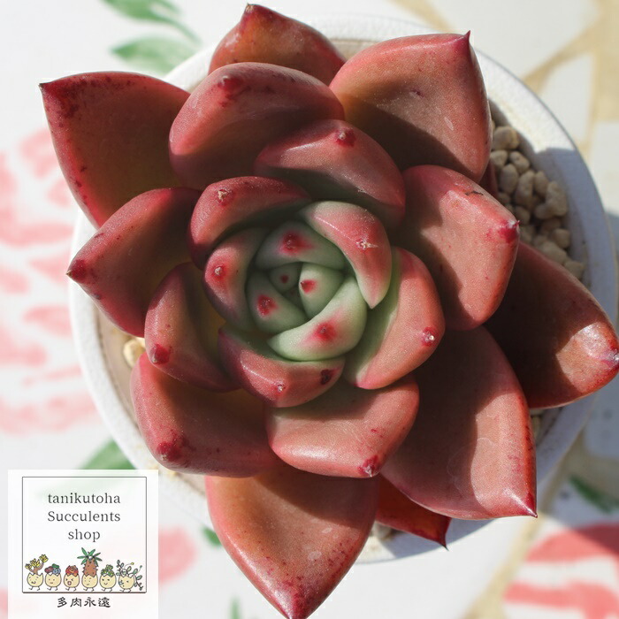 楽天市場】エケベリア ピンクハニー 多肉植物 韓国苗 観葉植物