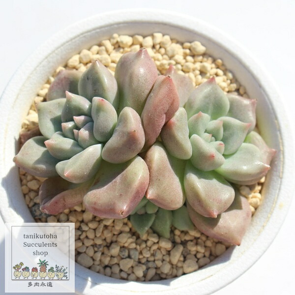 楽天市場】レッドドラゴンフライ カット苗 エケベリア Mサイズ5.5cm