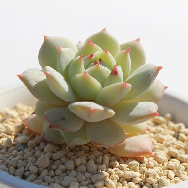 楽天市場】静夜 エケベリア 5.5cmポット 多肉植物 小～中型種