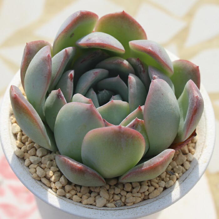 楽天市場】ササ エケベリア 5.5cmポット Echeveria sasa 薔薇咲 多肉