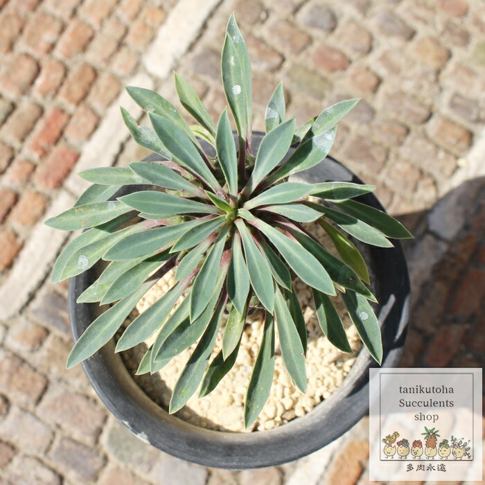 楽天市場】怪魔玉 ユーフォルビア Mサイズ5.5cmポット 小〜中型種 幹