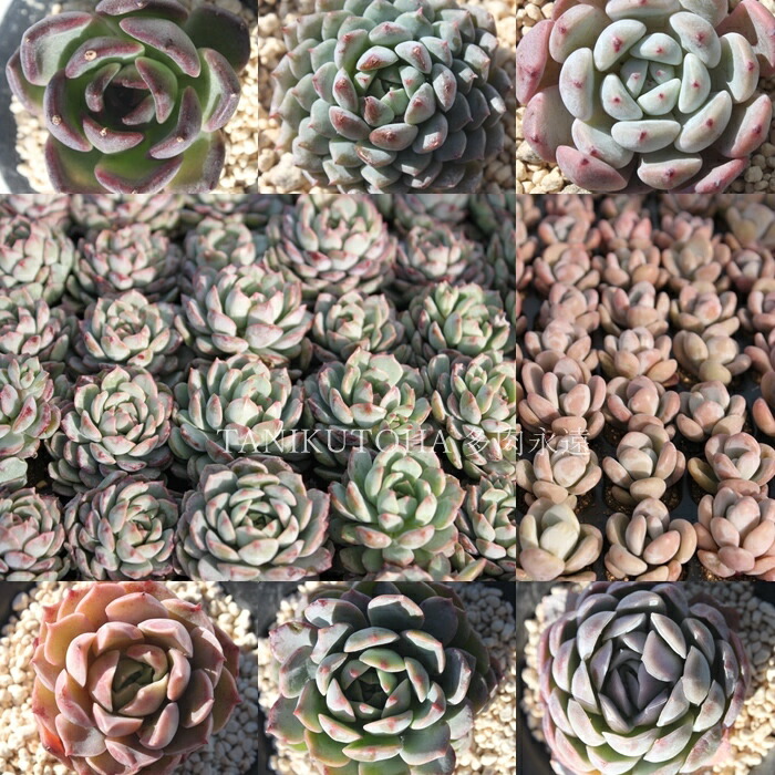 楽天市場】多肉植物 エケベリア韓国苗 おまかせ10種類セット 送料無料