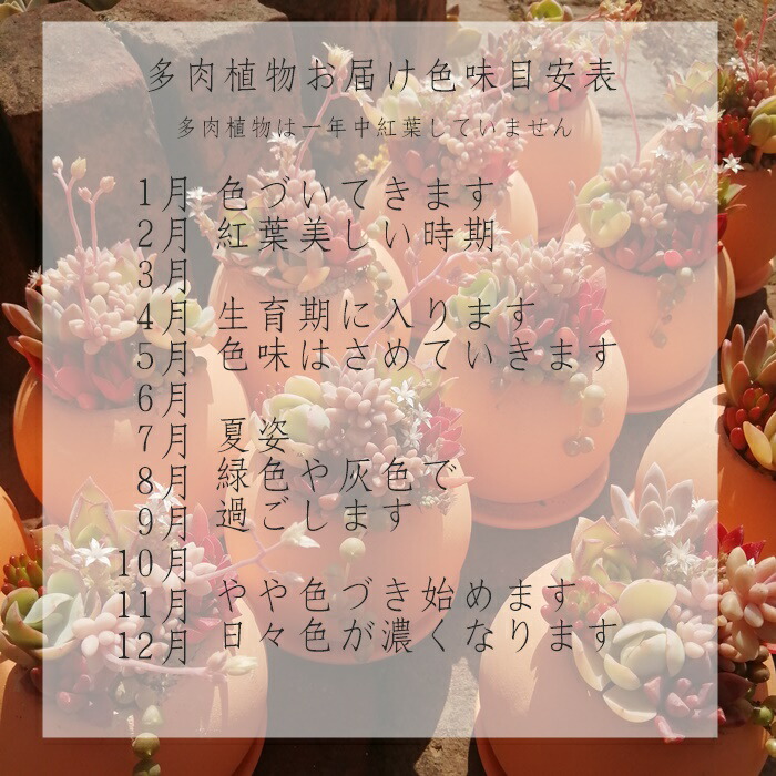 楽天市場】多肉植物 エケベリア韓国苗 おまかせ10種類セット 送料無料