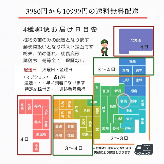 楽天市場】ノーブル エケベリア 1頭 Mサイズ 5.5cmポット 韓国苗