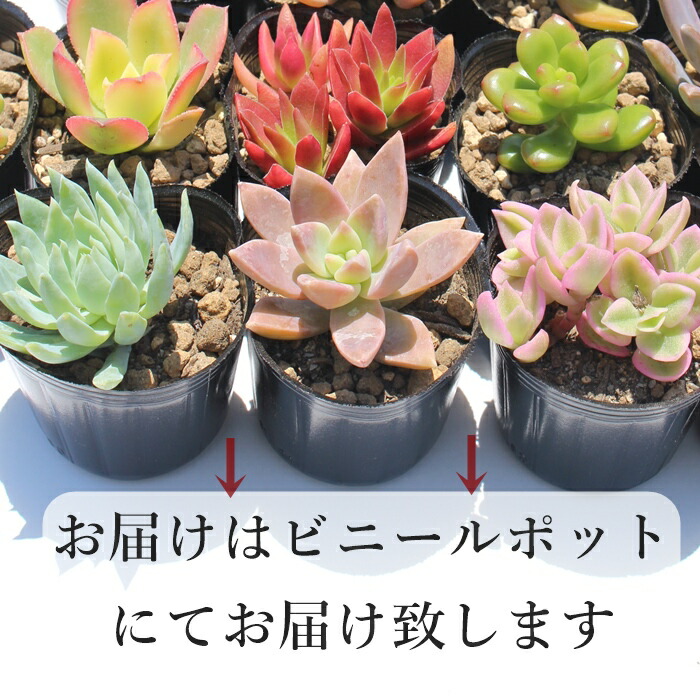 楽天市場】多肉植物 10種類セット 送料無料 50種類 選べるセット 2寸