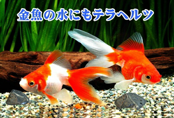 楽天市場】テラヘルツ波動水 （テラヘルツ 健康飲料 健康グッズ 健康