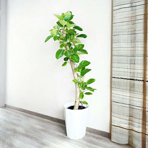 楽天市場】観葉植物 大型 フィカス アルテシーマ 10号 法人送料無料