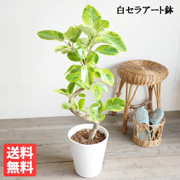 楽天市場】フィカス アルテシーマ ループ仕立て 3Dカーブ ゴムの木