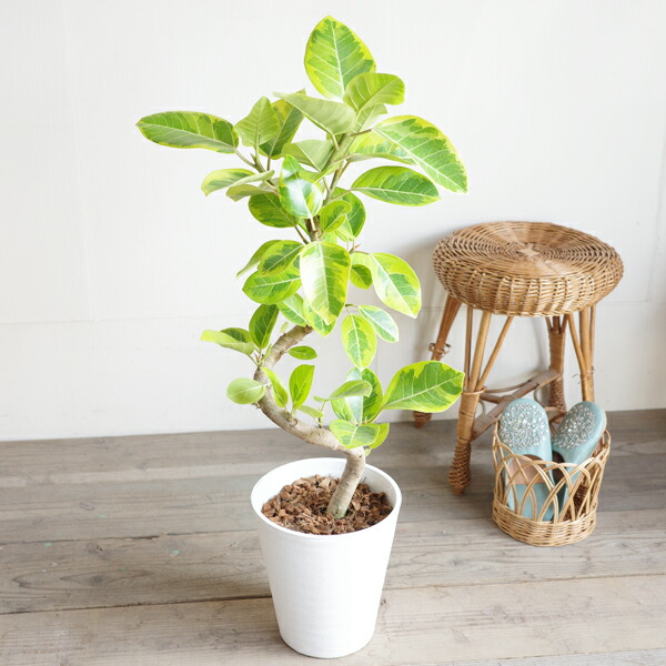 楽天市場】フィカス アルテシーマ ループ仕立て 3Dカーブ ゴムの木