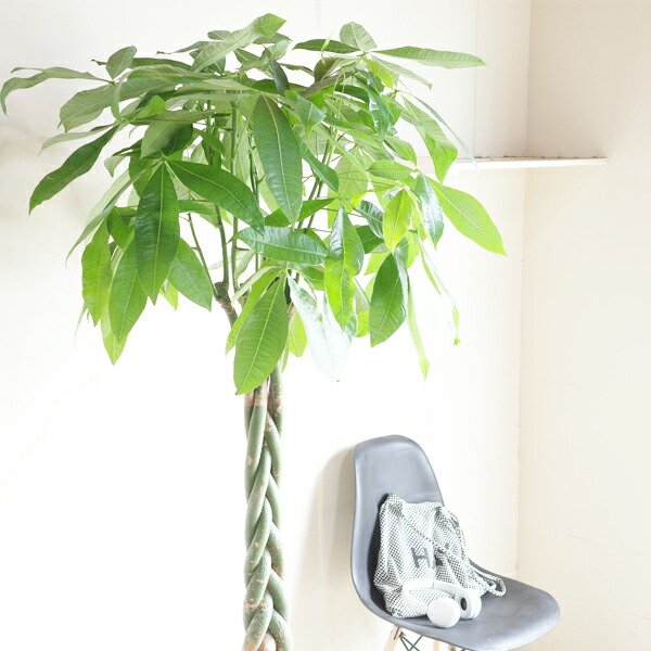 楽天市場】観葉植物 大型 パキラ 10号 法人様送料無料 バルーン型