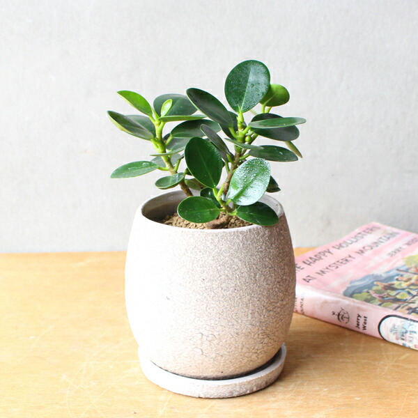 楽天市場】観葉植物 小さい パンダガジュマル 卓上サイズ ベージュ陶器