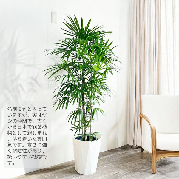 楽天市場】観葉植物 大型 シュロチク 棕櫚竹 10号 法人様送料無料 寒さ