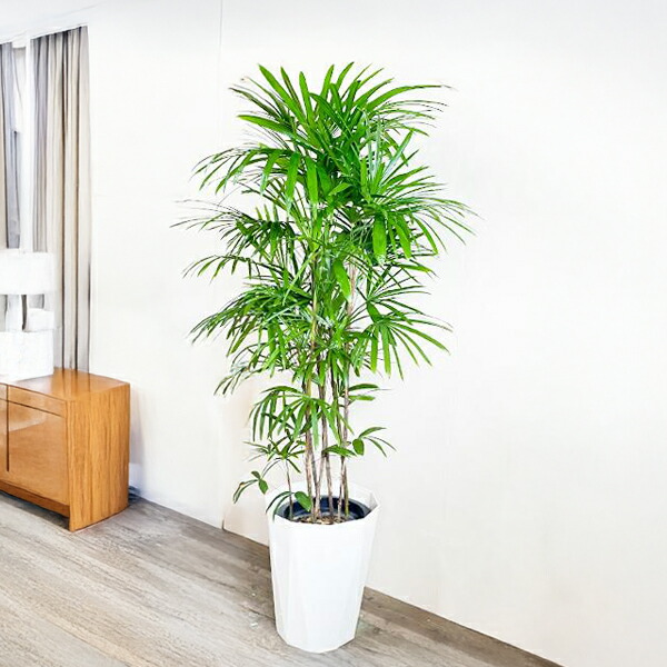 楽天市場】観葉植物 大型 シュロチク 棕櫚竹 10号 法人様送料無料 寒さ