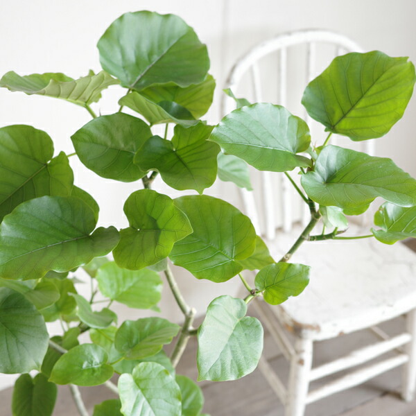 楽天市場】ウンベラータ 8号 ホワイト セラアート鉢 送料無料 フィカス