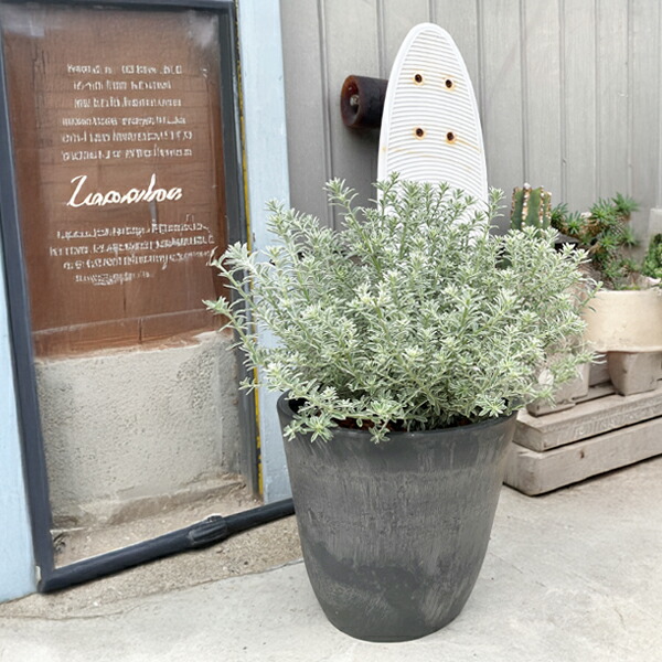 楽天市場】ウエストリンギア スモーキーホワイト 選べるボタニー