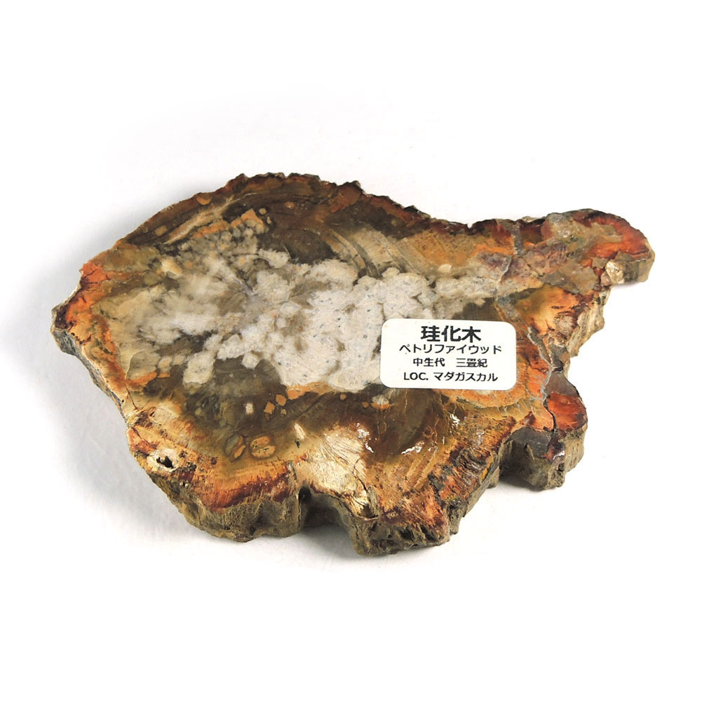 珪化木プレート ペトリファイドウッド No.901 珪化木プレートペトリ