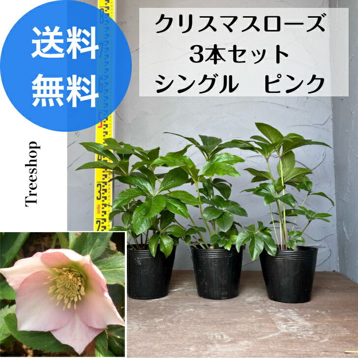 楽天市場】クリスマスローズ シングル咲き 桃色系スポット (ピンク