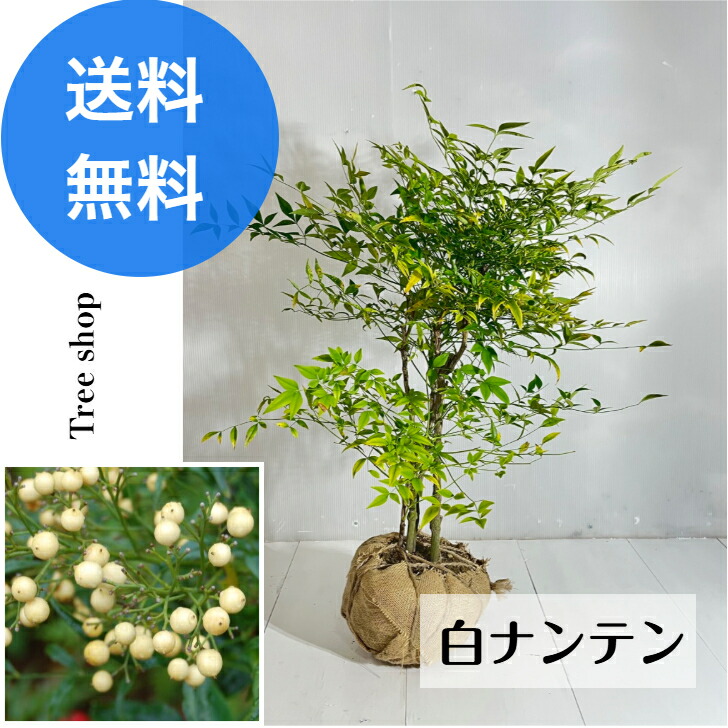 楽天市場】南天(ナンテン) 苗木 10号鉢植え【赤南天・白南天から選ぶ