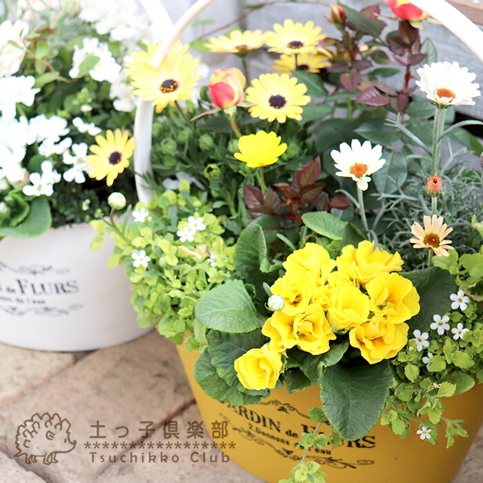 楽天市場】色を感じる 季節の寄せ植え 〜 春 ver. 〜 【 送料無料