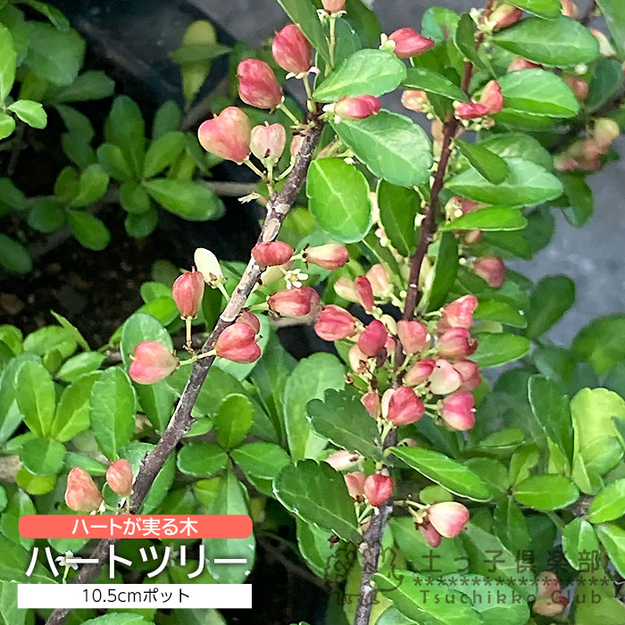 楽天市場】マサキ 常緑 ハートが実る木 『 ハートツリー 』 10.5cm