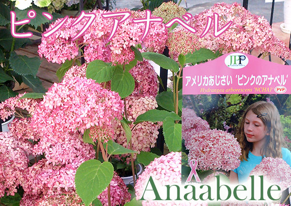 楽天市場】アジサイ 『 ピンクアナベル 』 10.5cmポット苗 紫陽花