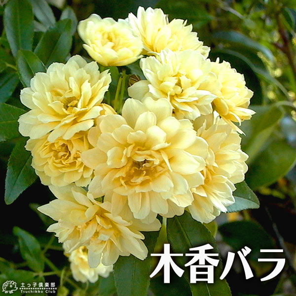 楽天市場】木香バラ （ 黄色 八重咲 ） 9cmポット苗 バラ バラ苗 薔薇