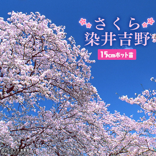 楽天市場】桜『染井吉野（そめいよしの）』接ぎ木 15cmポット 苗木