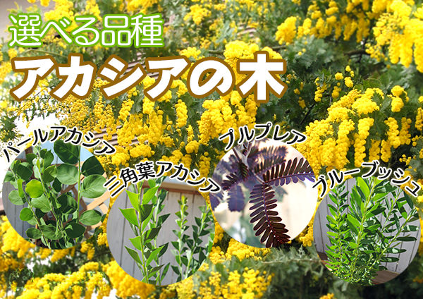 楽天市場】アカシア の 木 （ ブルーブッシュ / 三角葉 / パール