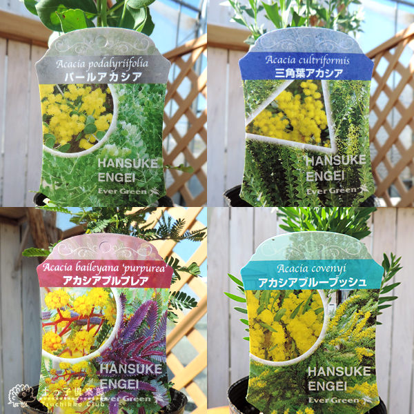 楽天市場】アカシア の 木 （ ブルーブッシュ / 三角葉 / パール