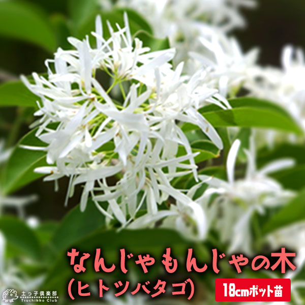 楽天市場】なんじゃもんじゃの木 （ ヒトツバタゴ ） 18cmポット大苗