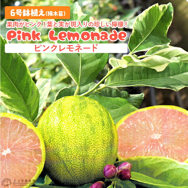 楽天市場】斑入りレモン 『 ピンクレモネード 』 6号鉢植え （ 接木苗