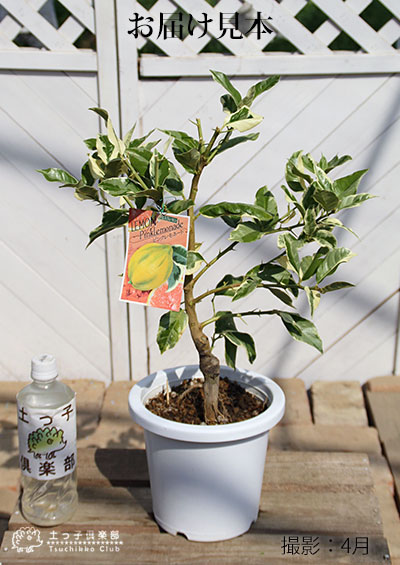 楽天市場】斑入りレモン 『 ピンクレモネード 』 6号鉢植え （ 接木苗