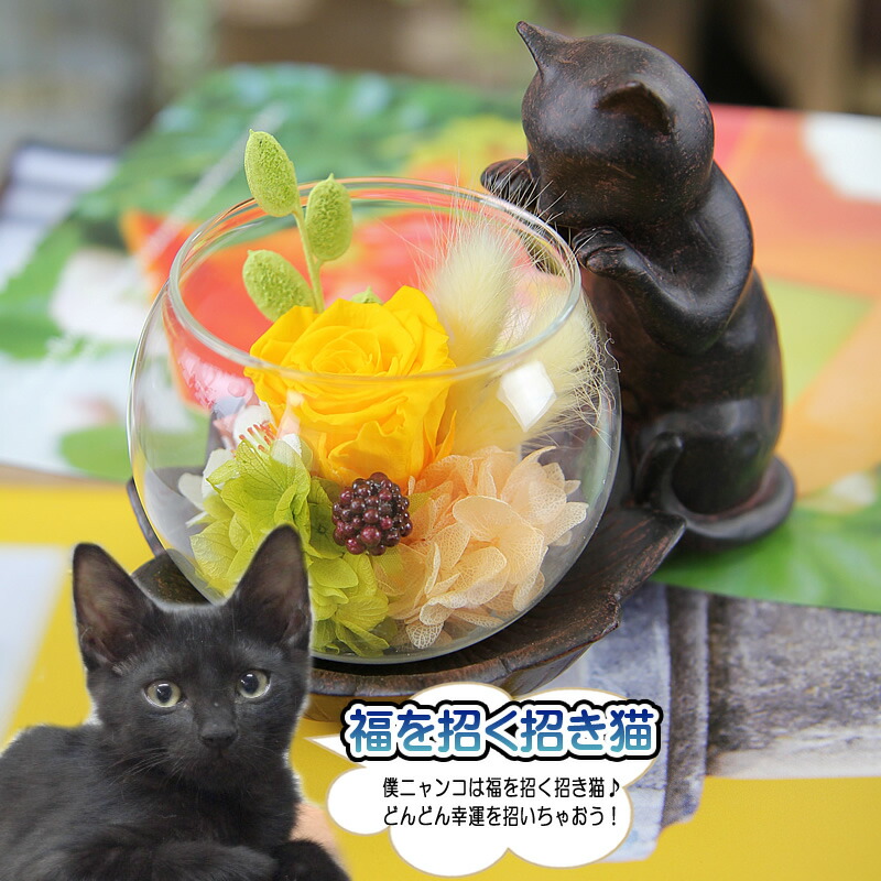 楽天市場】プリザーブドフラワー 覗き込む猫 ねこ日和 花 ギフト
