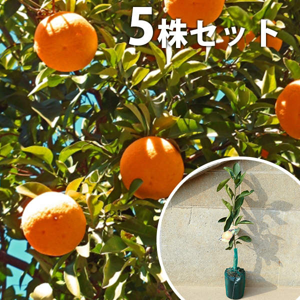 楽天市場】津之輝 苗木の通販