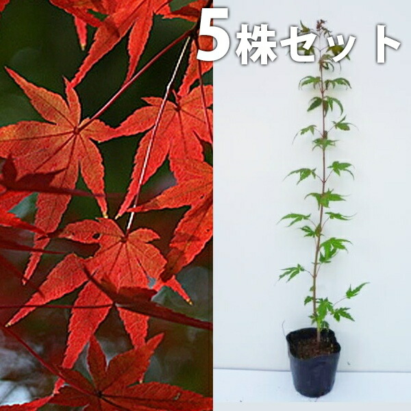 モミジ 苗木 楓」の人気商品一覧 | 安い商品を通販サイトから探す