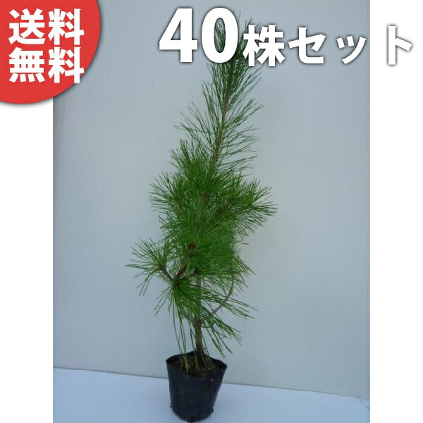楽天市場】□送料無料□【40本セット】 アカマツ 樹高0.3m前後 10.5cm