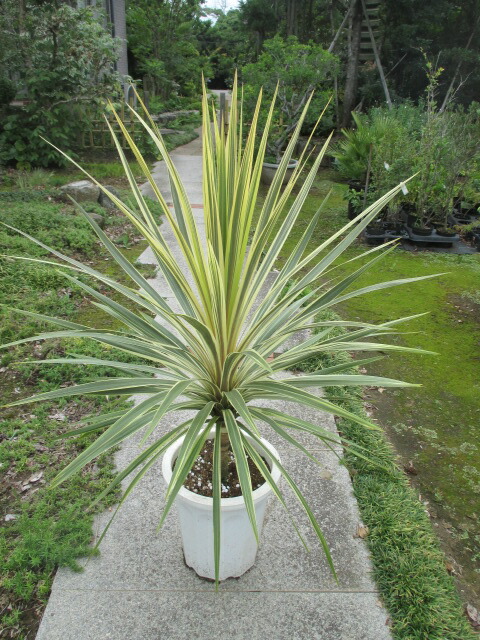 楽天市場】コルジリネ トーベイダズラー（白斑入りドラセナ）特大株