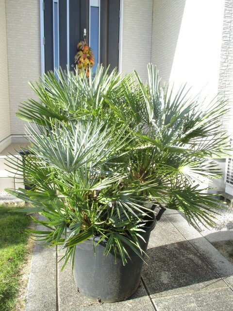 楽天市場】チャメロプス（セリフェラ） チャメロップス NO2 : 打出農園