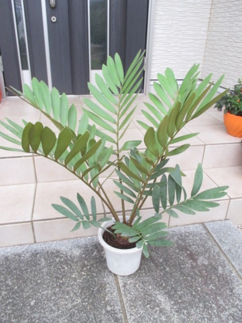 楽天市場】ザミア メキシコソテツ : 打出農園