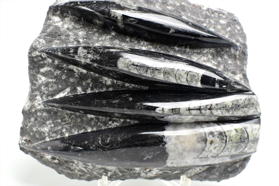 楽天市場】オルソセラス 直角貝 化石 プレート 簡易イーゼルスタンド