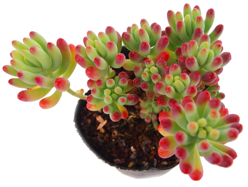 楽天市場】乙女心（オトメゴコロ）セダム属 多肉植物 9cmポット観葉