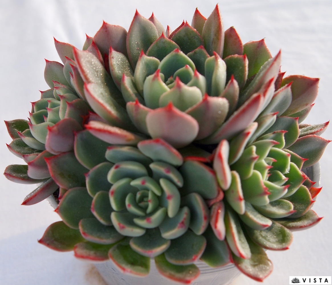 楽天市場】七福美尼（シチフクミニ）【デラックス多肉】エケベリア属