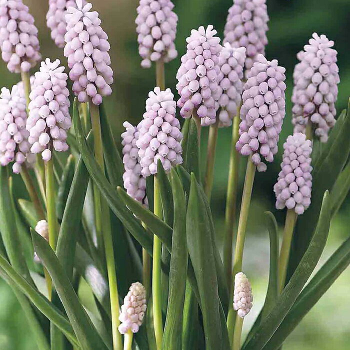 楽天市場】球根 植えっぱなし ムスカリ ピンクサンライズ 球根 3球〜6