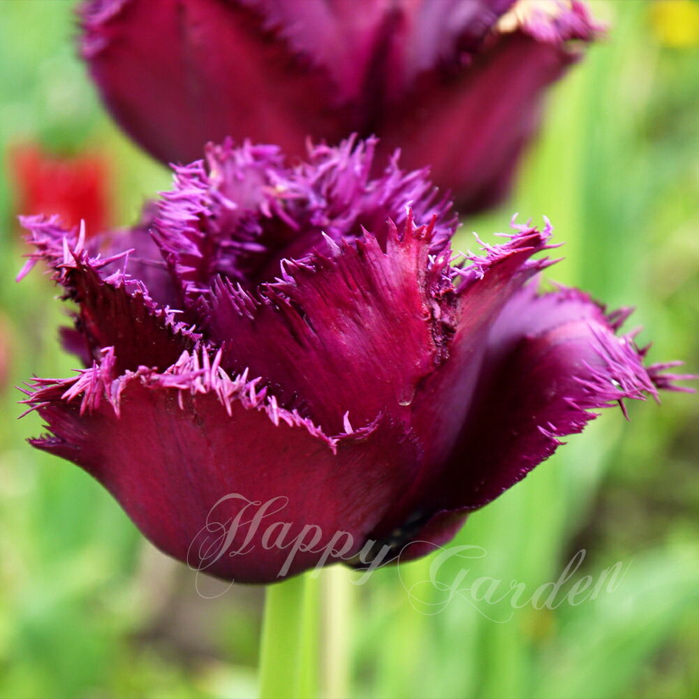 楽天市場】球根 花 フリンジ咲き チューリップ ゴリラ 5球セット 紫黒