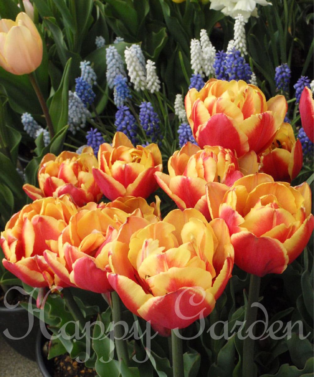 楽天市場】球根 花 八重咲きチューリップ ダブルフォーカス 4球 セット