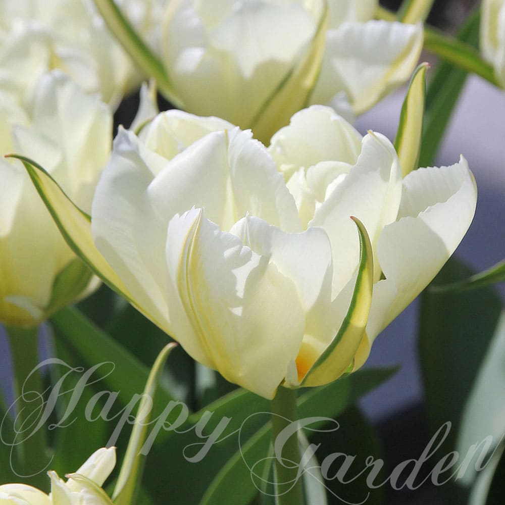 楽天市場】球根 花 八重咲きチューリップ ホワイトヴァレー 3球セット