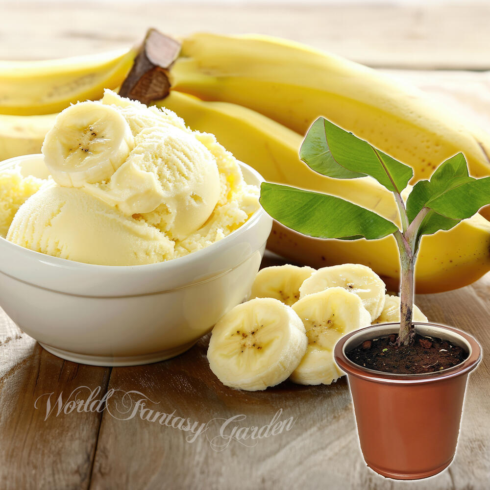楽天市場】苗 果樹 苗 アイスクリームバナナ 選べるサイズ 4.5号〜7号