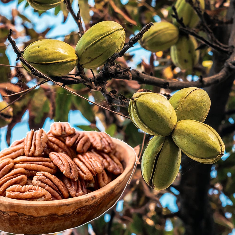 楽天市場】苗 果樹苗 ペカンナッツ ピーカンナッツ 苗木 7号 1鉢