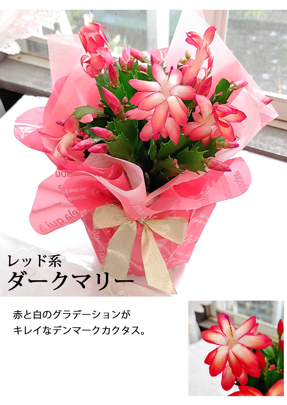 楽天市場】ギフト 花 鉢花 デンマークカクタス 選べる品種 1鉢 5号